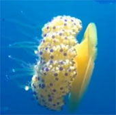 Video: Turned around a rare fried egg jellyfish