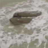 Video: Turning a strange creature that is said to be a fishman