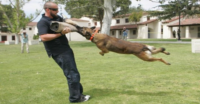 Video: US Special Command instructs how to deal with dog bites