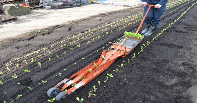 Video: Vegetable planters plant the bed for a few minutes