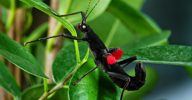 Video: Very rare rod bugs are only found in Peru
