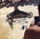 Video: Visitors 'give birth to' sharks