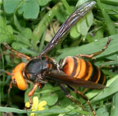 Video: Watch 30 giant bees massacred 30,000 honey bees