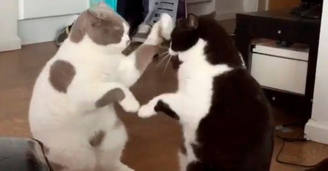 Video: Watch cats play clapping games in rhythm