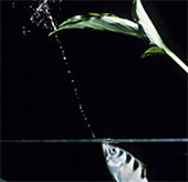 Video: Watch fish archers 'shoot' prey on trees