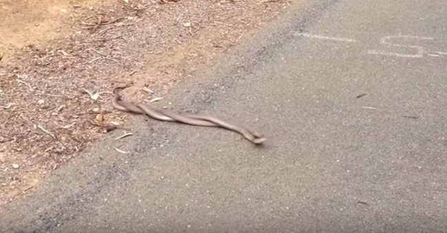 Video: Watch male snakes fighting for partners