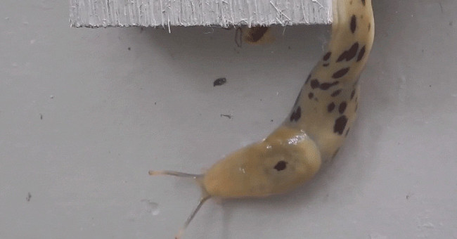 Video: Watch the slug crawl like a shot at a rate of 20-40 times normal