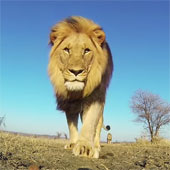 Video: watch the sun rise from the lion's mouth