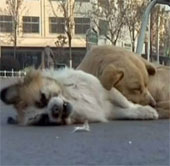 Video: Watch your dog during the cold night