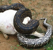 Video: Watching python, assassin pasture hunting