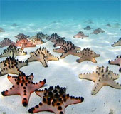 Video: Watching 'stars' collide on the seabed
