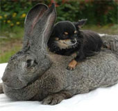 Video: Watching the rabbit
