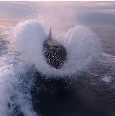 Video: Watching the whale 'killer' chasing a strange ship