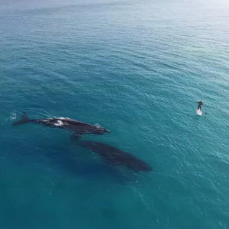 Video: Whales familiarize people on the beach