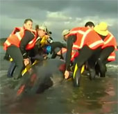 Video: Whales stranded in New Zealand