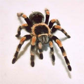 Video: What happens if spiders disappear?