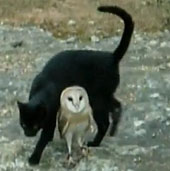 Video: White owl, black cat playing chase with each other