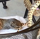 Video: Whole liver squirrel bites snake