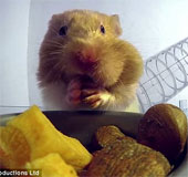 Video: Why can hamsters stuff so much food into their mouths?
