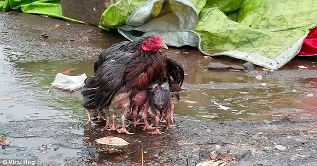 Video: Winged mother chickens protect the cubs in the stormy weather