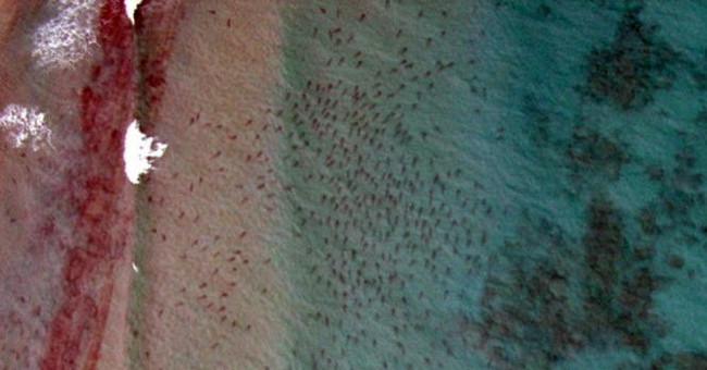 Videos of tens of thousands of sharks migrate along the coast of Florida