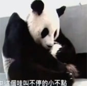 Videos rare panda care children like people