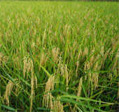 Vietnam and IRRI cooperate to develop rice industry