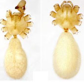 Vietnam announced 19 new spider species