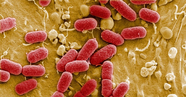 Vietnam appears to be resistant to all antibiotics