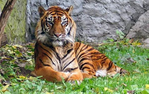 Vietnam attends a tiger conservation summit