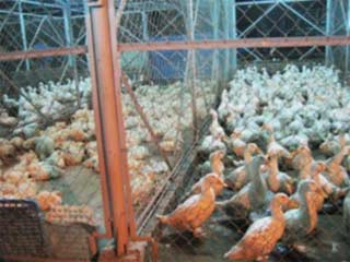 Vietnam: Avian influenza threatens to reappear?