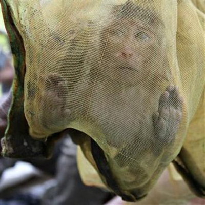 Vietnam cooperates with Cambodia on wildlife