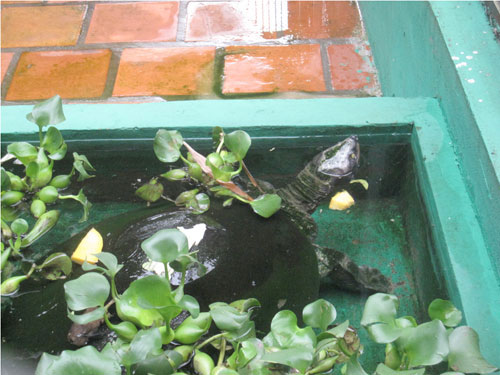 Vietnam donates precious turtles to Cambodia