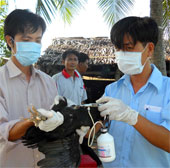 Vietnam epidemic warning software