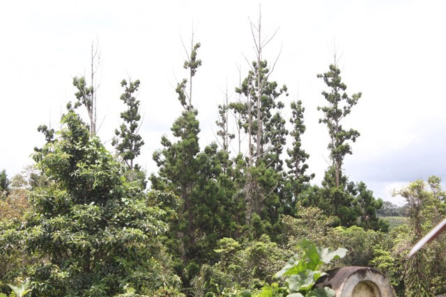 Vietnam establishes an endangered pine species conservation area