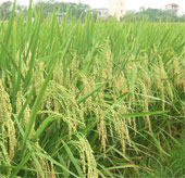 Vietnam first deciphered the rice genome for the first time
