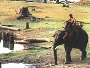 Vietnam forest elephants are in danger of extinction