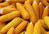 Vietnam has allowed the cultivation of three genetically modified corn varieties