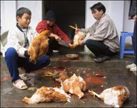 Vietnam has not detected H5N1 from human to human