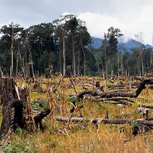 Vietnam is losing its biodiversity
