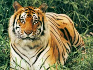 Vietnam is one of 13 countries still living in tigers