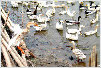 Vietnam is still swinging with bird flu