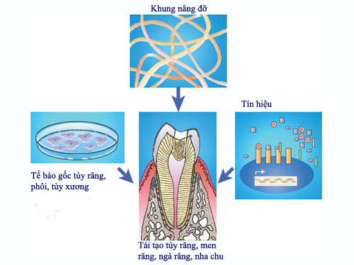 Vietnam isolated bone marrow stem cells