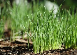 Vietnam joined the New Plant Variety Protection Association