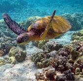 Vietnam marine ecosystem is seriously degraded