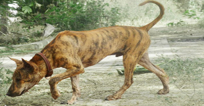 Vietnam owns one of the most rare and expensive dogs in the world