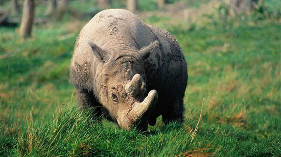 Vietnam permanently lost the rhino one horn