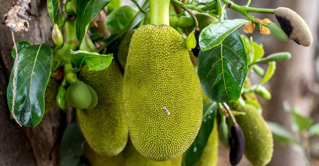 Vietnam possesses the fruit known as