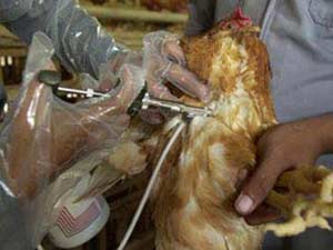 Vietnam produces H5N1 vaccine for poultry
