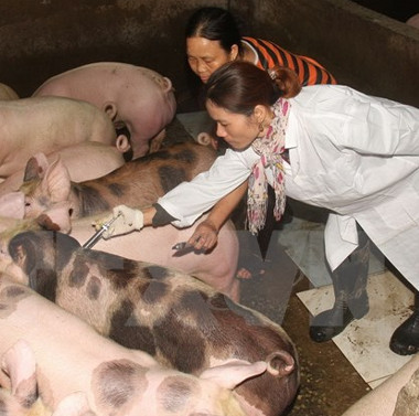 Vietnam promotes research to produce foot and mouth vaccine